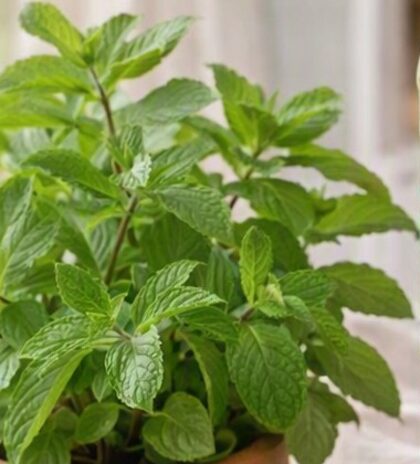 Menta verde