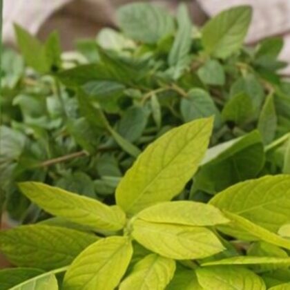 Hoja sen